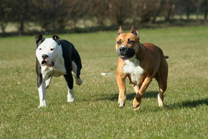 Amerikansk staffordshire terrier Milo - Www.Soegaarde.dk billede 4