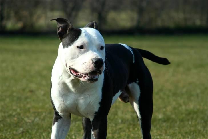 Amerikansk staffordshire terrier Milo - Www.Soegaarde.dk billede 5