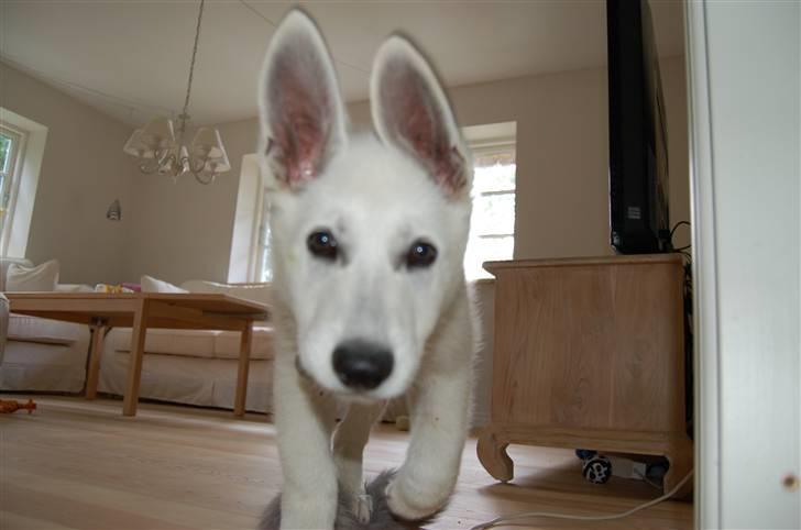 Hvid schæfer Egeborgs Money billede 1