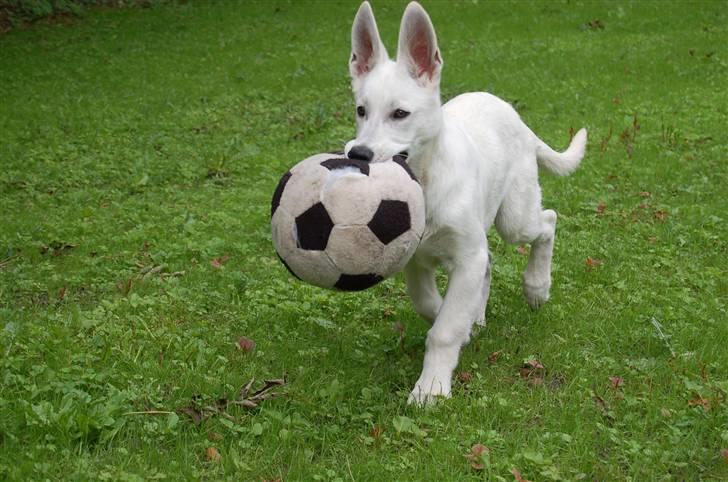 Hvid schæfer Egeborgs Money - Fodbolden er bare alletiders, så længe det varede billede 2