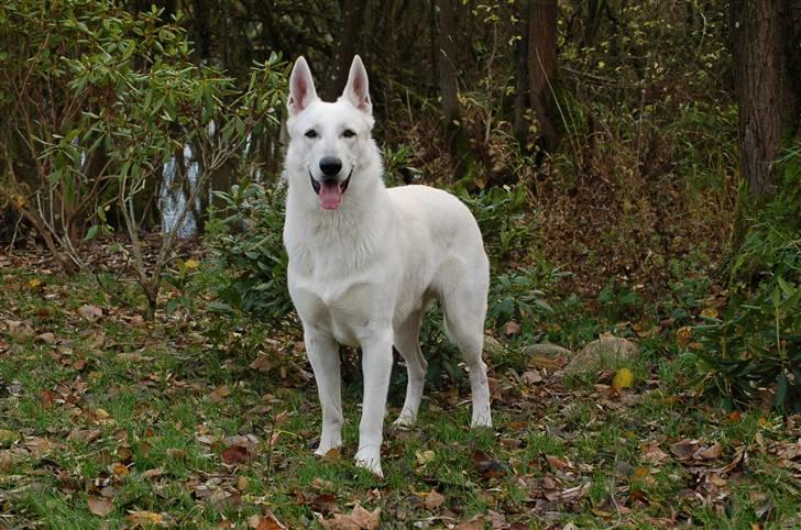 Hvid schæfer Egeborgs Money billede 3