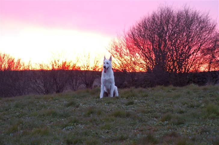 Hvid schæfer Egeborgs Money billede 4
