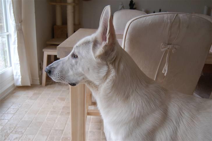 Hvid schæfer Egeborgs Money billede 5