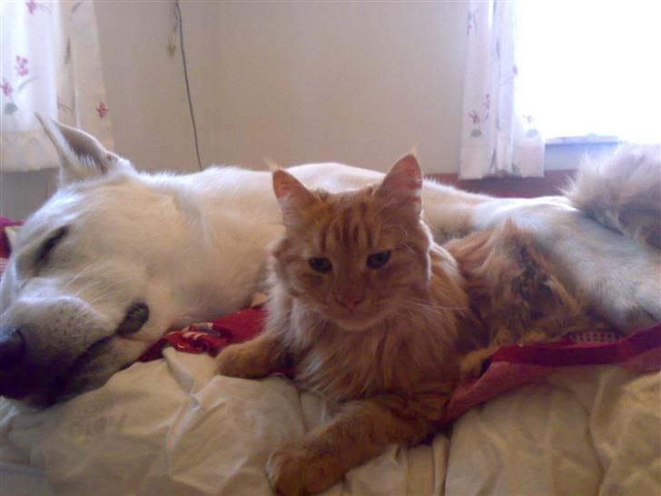 Hvid schæfer Egeborgs Money billede 6