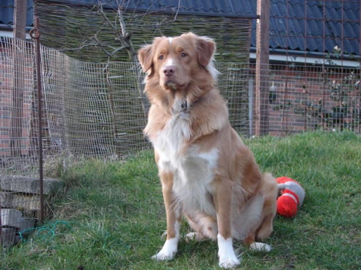 Nova scotia duck tolling retriever Bertel - hva sker der   er der en kat billede 8