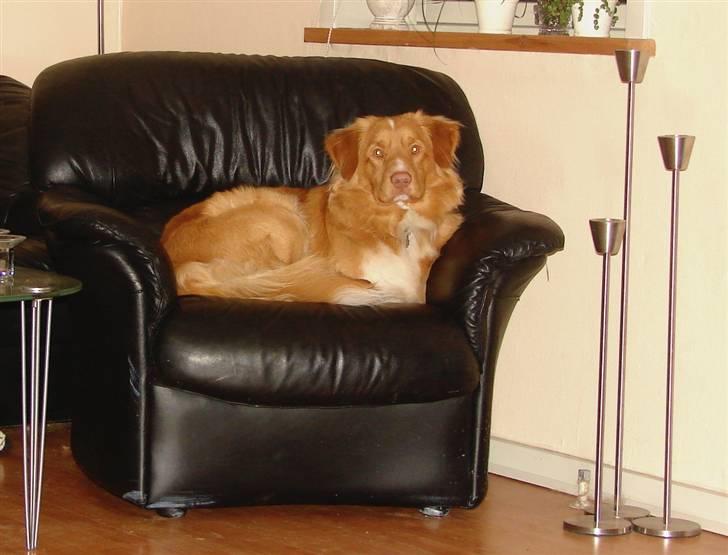 Nova scotia duck tolling retriever Bertel - far bruger ikke stolen billede 9