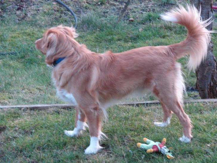 Nova scotia duck tolling retriever Bertel - der må være en kat derovre billede 13