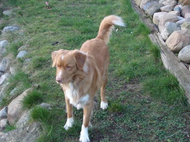 Nova scotia duck tolling retriever Bertel - hej  en tur i haven billede 14