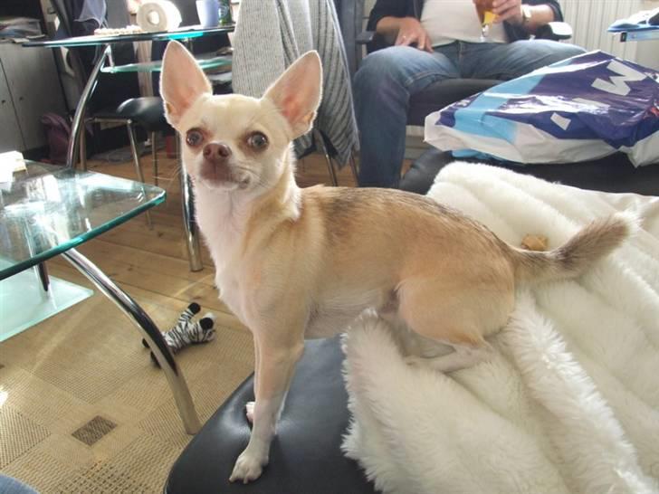 Chihuahua Riki - Jeg er klar til fis og ballade.....  billede 13