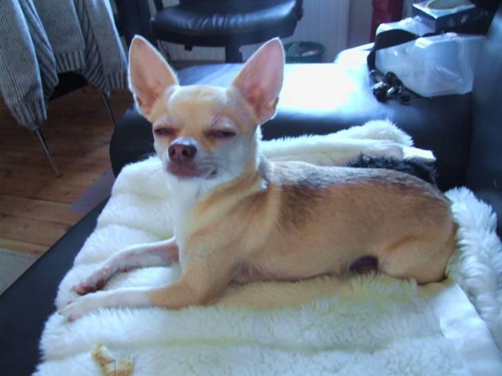 Chihuahua Riki - Holder kat´me lige øje med jer..... Er nemlig dansk mester i rævesøvn billede 14