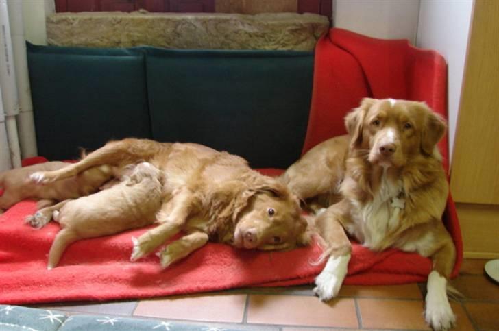 Nova scotia duck tolling retriever Bertel - he he  jeg er blevet far   juhuuu billede 16