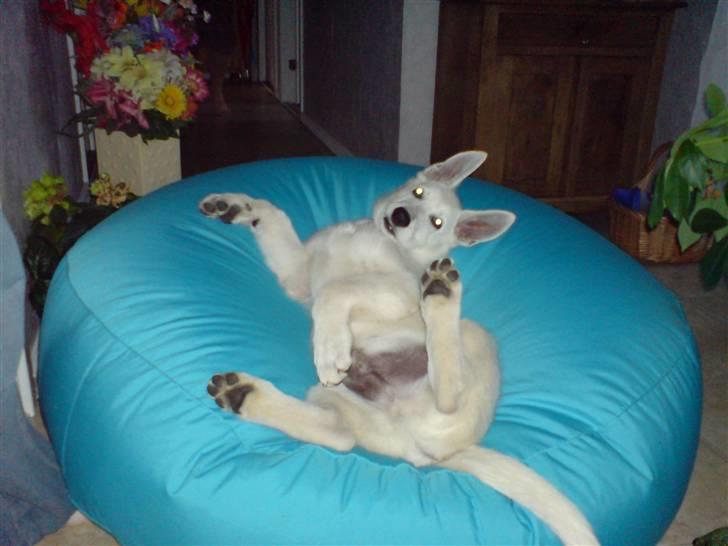 Hvid schæfer Egeborgs Money - Min allerdejligste seng billede 7