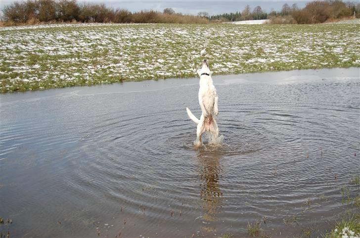 Hvid schæfer Egeborgs Money - Der er da i det mindste en som nyder snevejret... billede 8