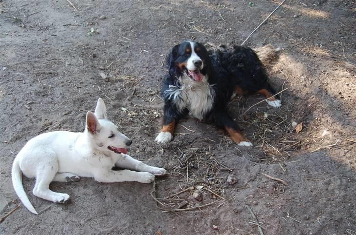 Hvid schæfer Egeborgs Money - Mig og min bedste ven Bailey billede 9