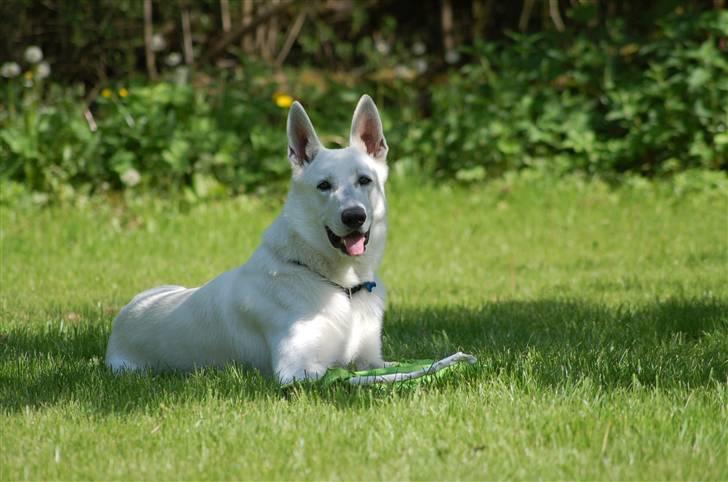 Hvid schæfer Egeborgs Money billede 10