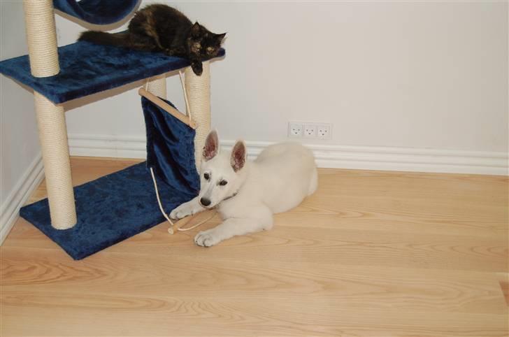 Hvid schæfer Egeborgs Money billede 11