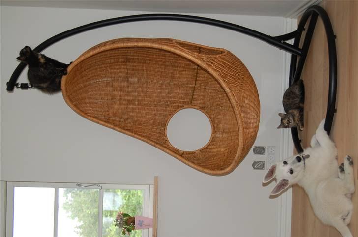 Hvid schæfer Egeborgs Money - Mig og mine 2 prinsesser billede 12