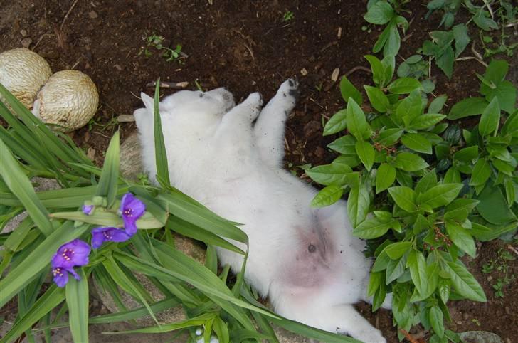 Hvid schæfer Egeborgs Money billede 13