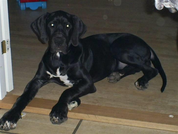 Grand danois Chili - "Ind i stuen" siger de hele tiden.... så jeg bliver bare liggende her. billede 15