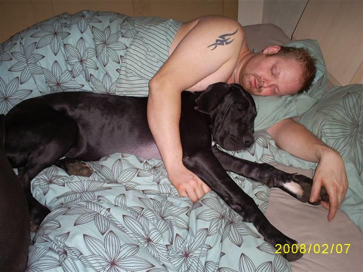 Grand danois Chili - Jeg elsker når de skal have rent sengetøj på. billede 16