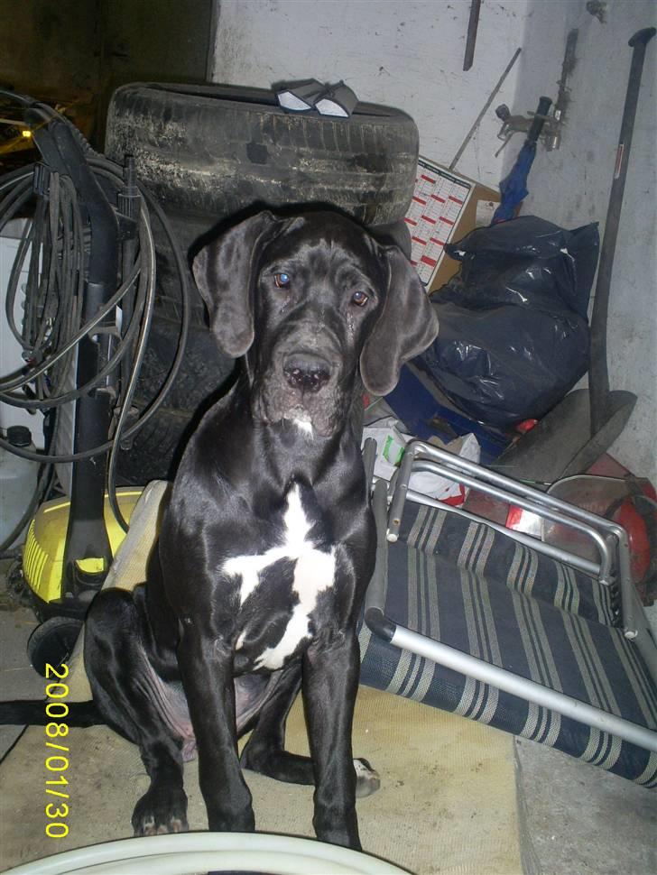 Grand danois Chili - Er det fint her mor? Jeg kan kun være skøn i disse omgivelser. billede 17