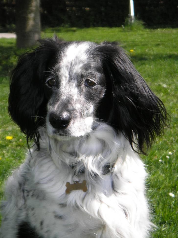 Blanding af racer Tiki billede 1