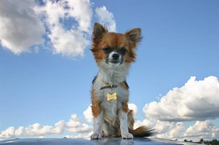 Chihuahua mINI - Ihh, hvor jeg elsker det varme vejr. billede 1