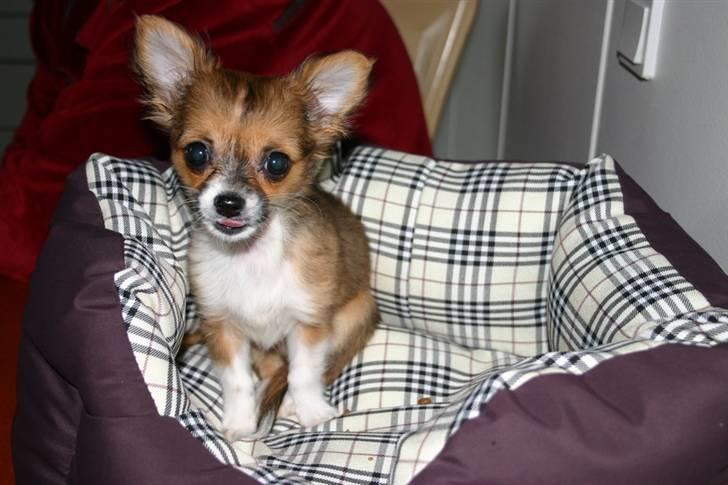 Chihuahua mINI - Mor er sengen ikke alt for stor til mig? billede 2