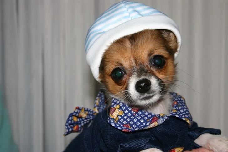 Chihuahua mINI - Øv, mor skulle absolut prøve noget babytøj på mig. billede 3