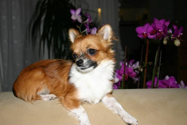 Chihuahua mINI - Sofaen er nu også dejlig at slænge sig i. billede 4