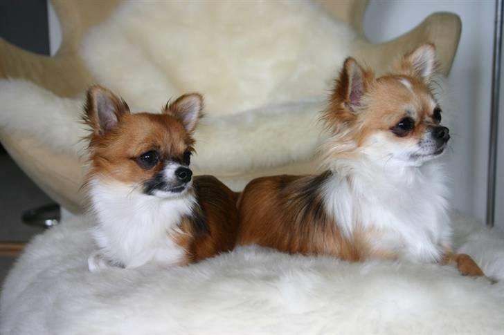 Chihuahua mINI - Det er så min søster,hun er næsten dobbelt så stor som mig. billede 5