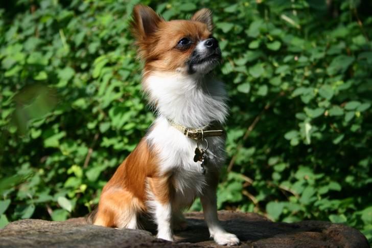 Chihuahua mINI - Jeg kan da godt få nogle til at tro, jeg er en stor hund. billede 6