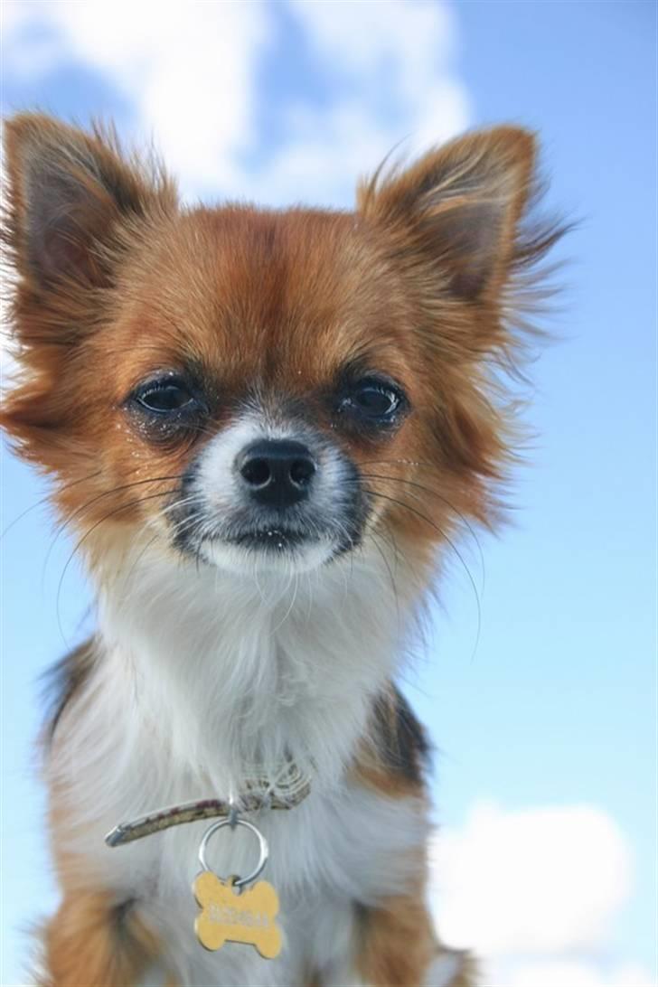 Chihuahua mINI billede 7