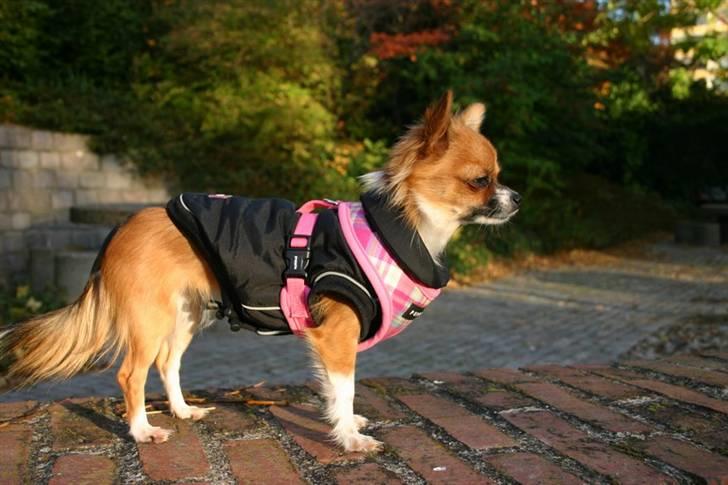 Chihuahua mINI - Jeg skal ha jakke på om vinteren p.g.a. mit høje stofskifte. billede 8