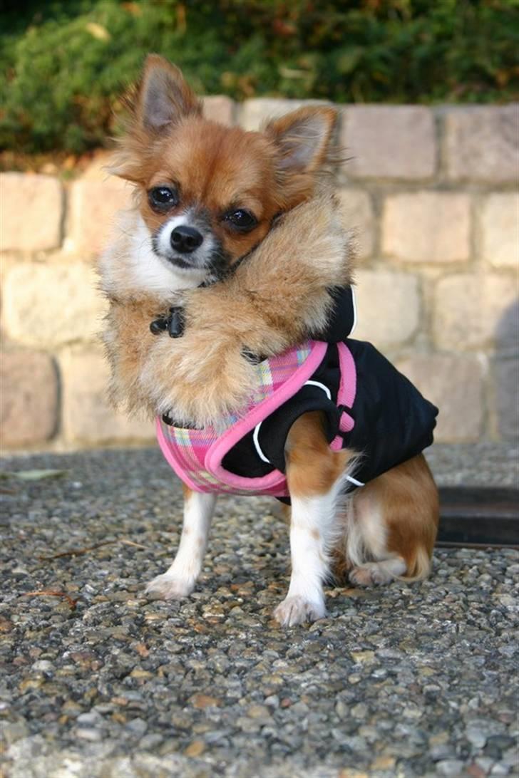 Chihuahua mINI - Hvorfor skal far altid nævne en godbid, når jeg skal fotograferes? billede 9