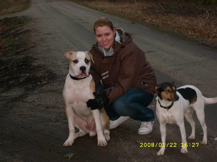 Amerikansk bulldog Bono R.I.P 2007- 2010 - nyt nyt  den 14 feb billede 13