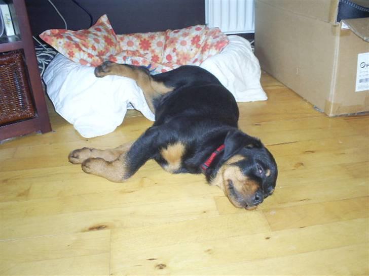 Rottweiler Shanti *R.I.P* - træt lille pige billede 13