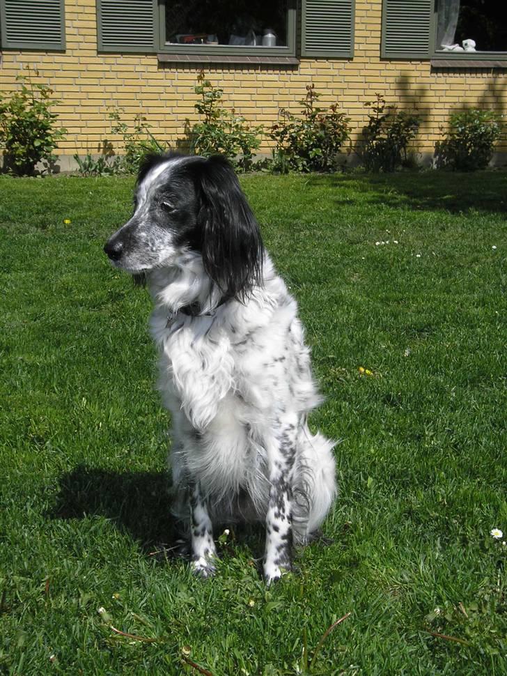 Blanding af racer Tiki billede 2