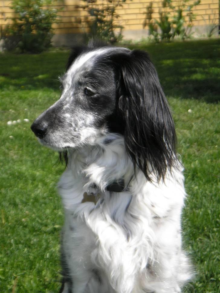 Blanding af racer Tiki billede 3