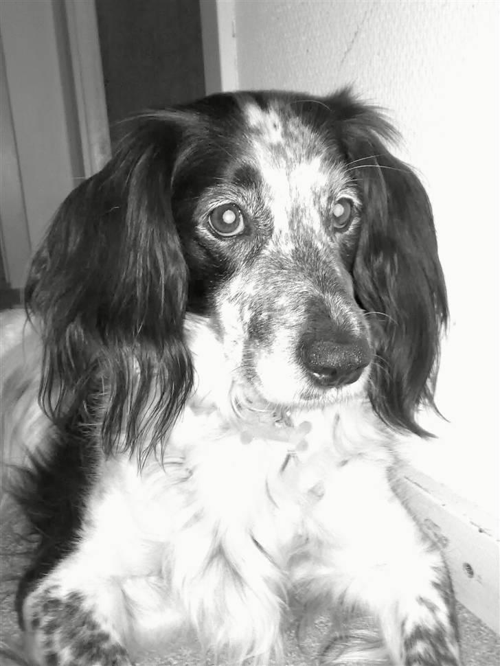 Blanding af racer Tiki billede 4