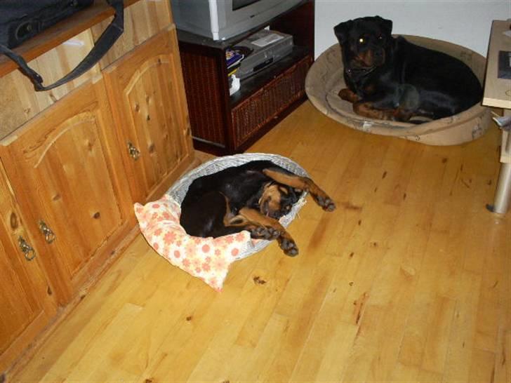 Rottweiler Shanti *R.I.P* - ja..sådan kan man også sove billede 14