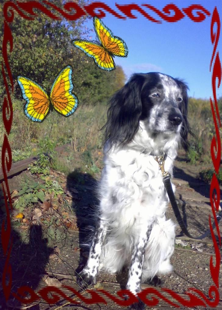 Blanding af racer Tiki billede 5