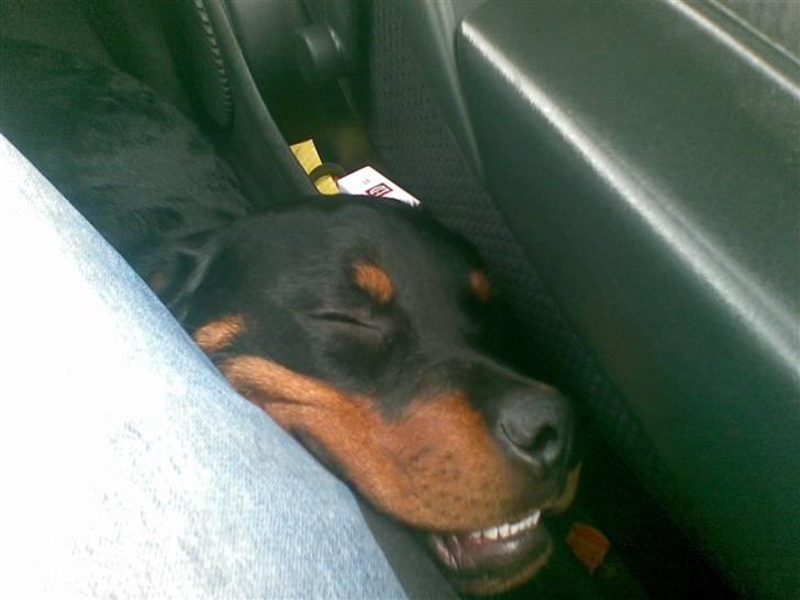 Rottweiler Shanti *R.I.P* - På vej hjem fra hvalpe-træf hos Lone & Uffe..temmelig udkørt, sover op ad "fars" ben billede 15