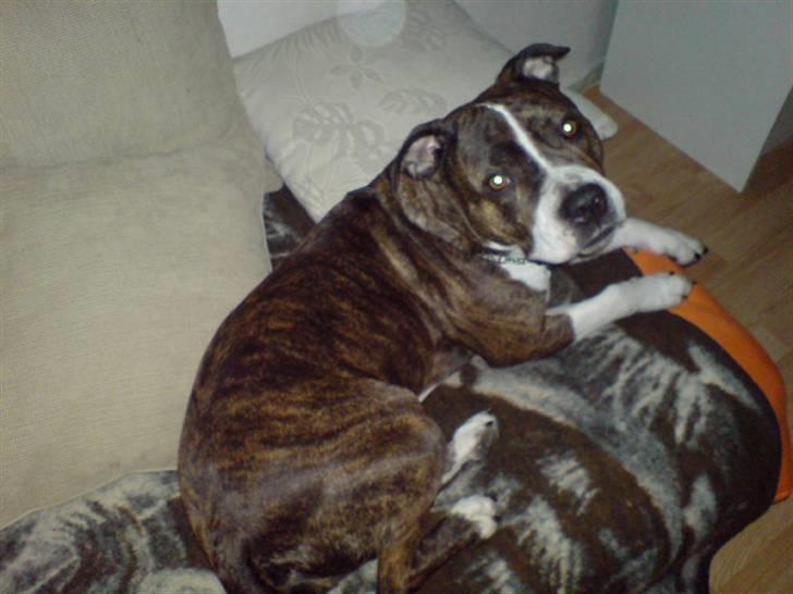 Amerikansk staffordshire terrier Sheba billede 11