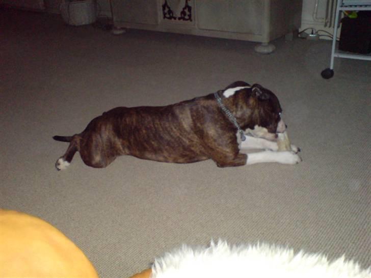 Amerikansk staffordshire terrier Sheba billede 12