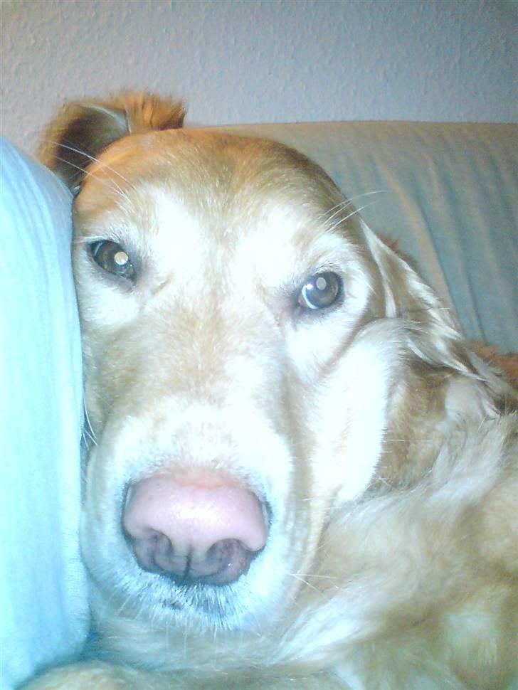 Golden retriever Fanny - Århh den her sofa er dejlig :) billede 9