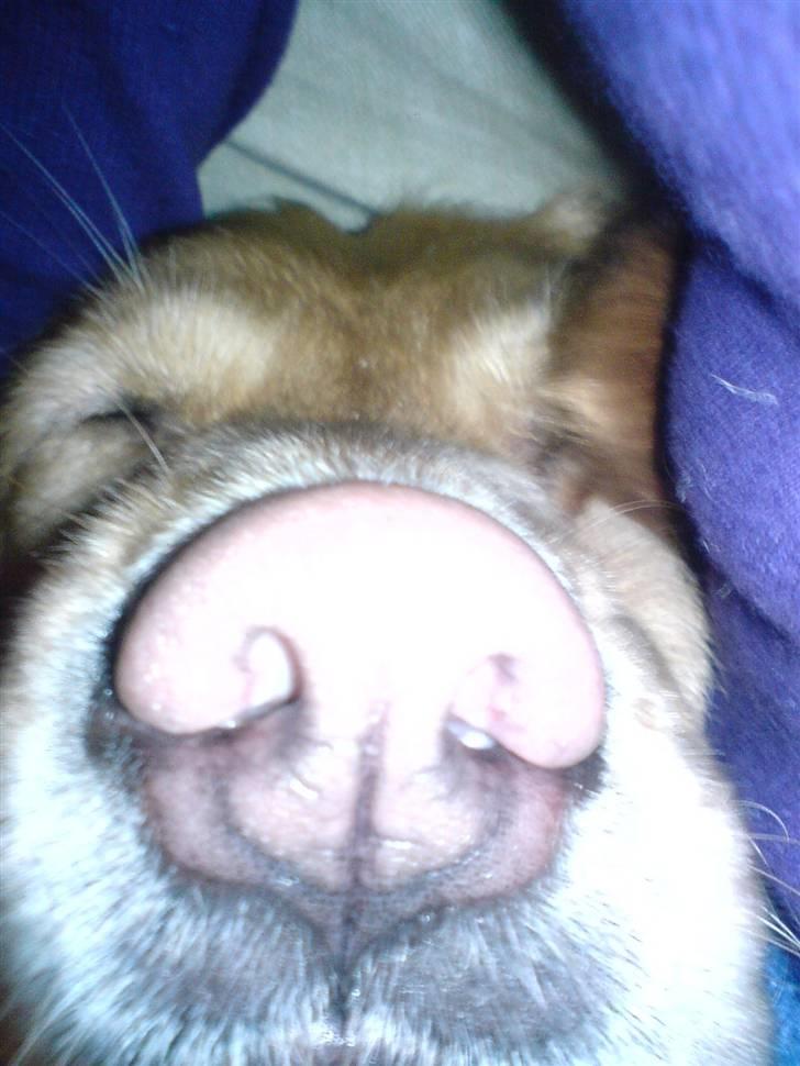 Golden retriever Fanny - Jeg er en gris idag Yehaaa :D billede 10