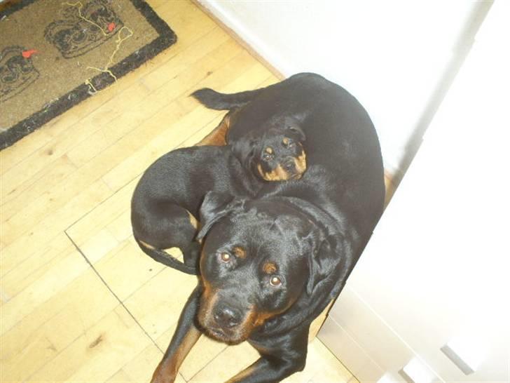 Rottweiler Shanti *R.I.P* billede 16