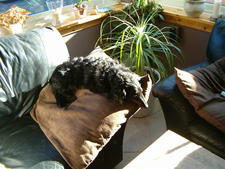 Gravhund Chicho - Du er min lille solstråle <3 billede 11