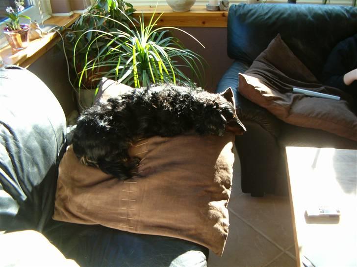 Gravhund Chicho - Du ELSKER at ligge i solen <3 billede 12